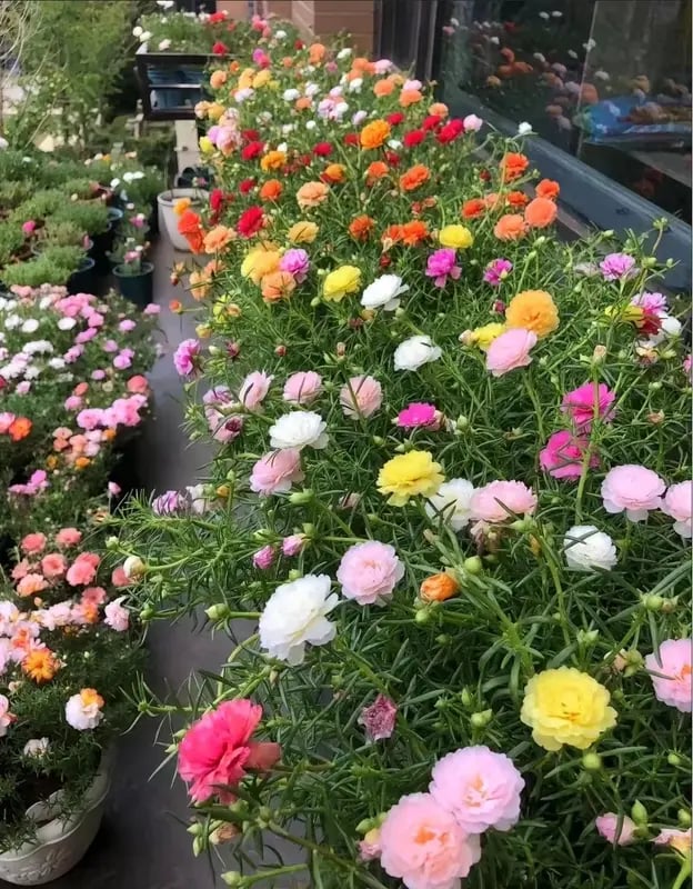 🌸Mosroos-fröblandning (1000 st) – 🌿Portulaka / Solros