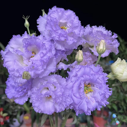 Eustoma – tagglösa rosor – frön (100 st) 💐
