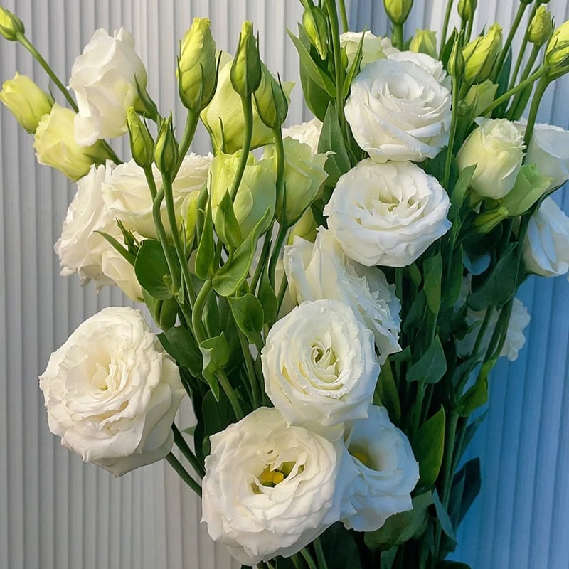 Eustoma – tagglösa rosor – frön (100 st) 💐