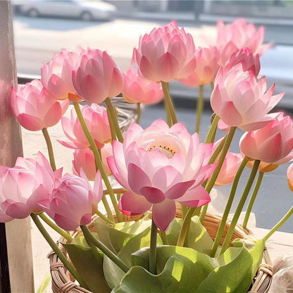 Heliga lotusfrön – 100 stycken