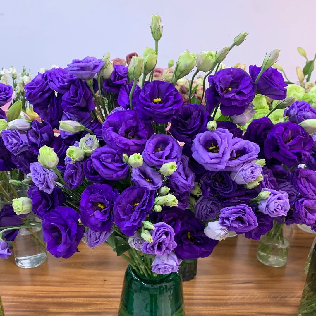 Eustoma – tagglösa rosor – frön (100 st) 💐