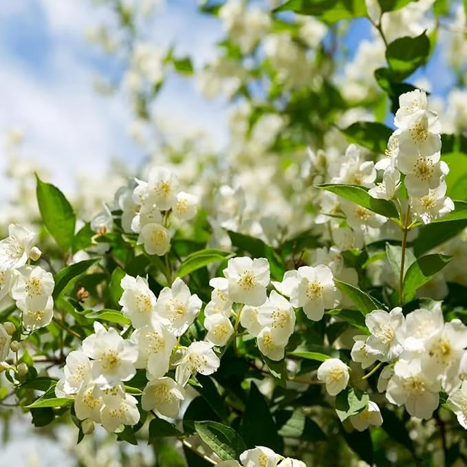 Ekologiska jasminfrön – 100 stycken