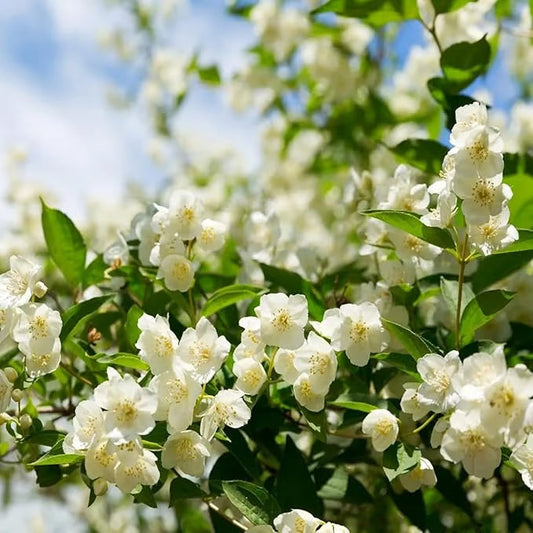 Ekologiska jasminfrön – 100 stycken