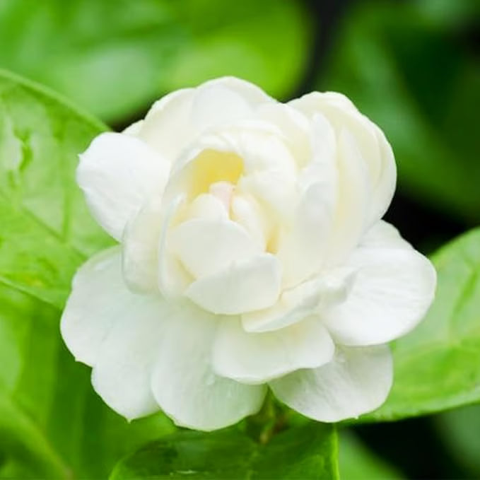 Ekologiska jasminfrön – 100 stycken