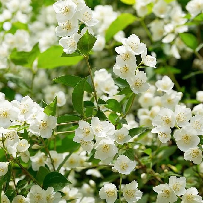 Ekologiska jasminfrön – 100 stycken