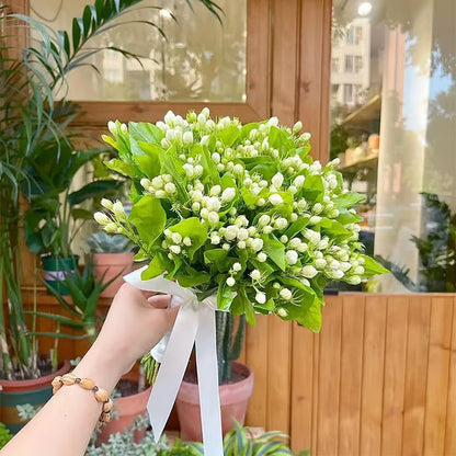 Ekologiska jasminfrön – 100 stycken