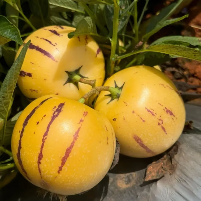 Pepino-melonfröblandning – 1000 stycken