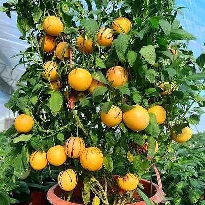 Pepino-melonfröblandning – 1000 stycken